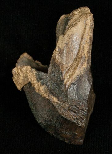 Huge, Unworn Triceratops Tooth - #5711